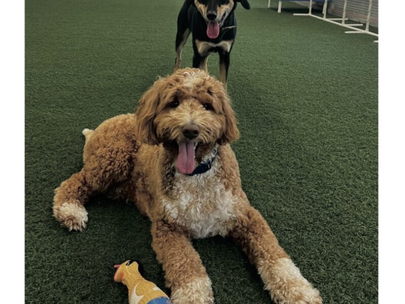 A dog at Woofs Indoor Dog Park